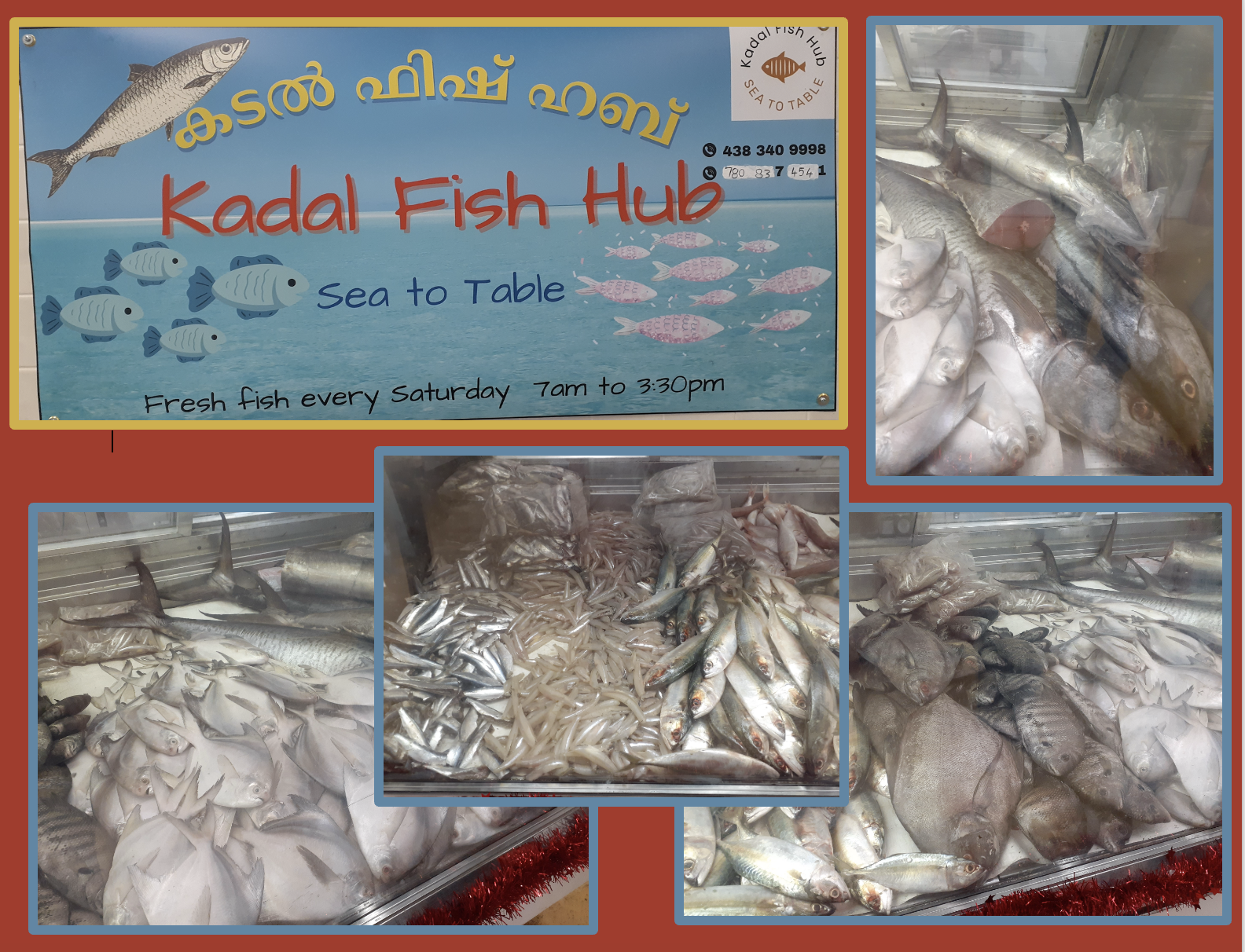 kadal fish hub new dec 2024