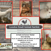 London small animal auction composite 2026